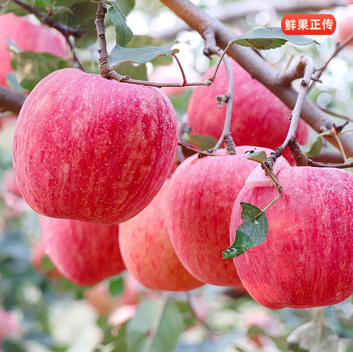 红富士苹果