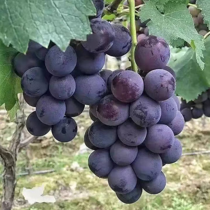 巨峰葡萄新鲜
