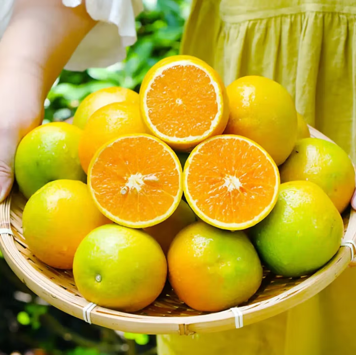 夏橙